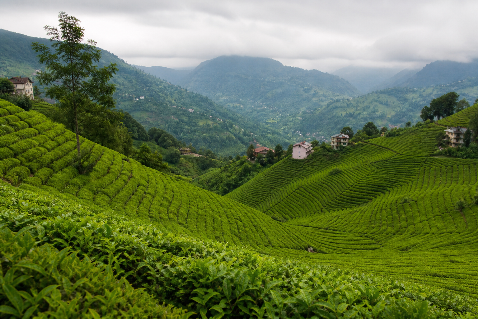 Rize çay bahçeleri ve teraslı yamaçlar